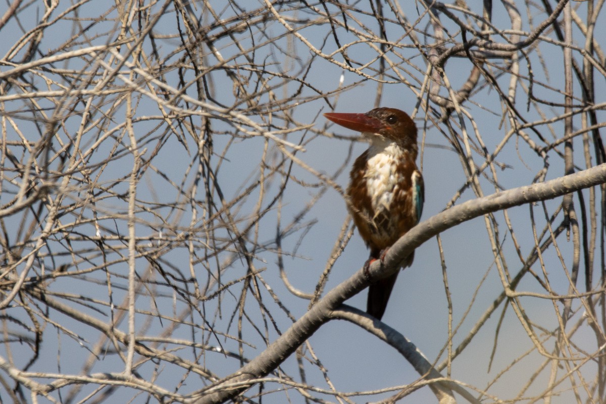 White-throated Kingfisher - ML624157806