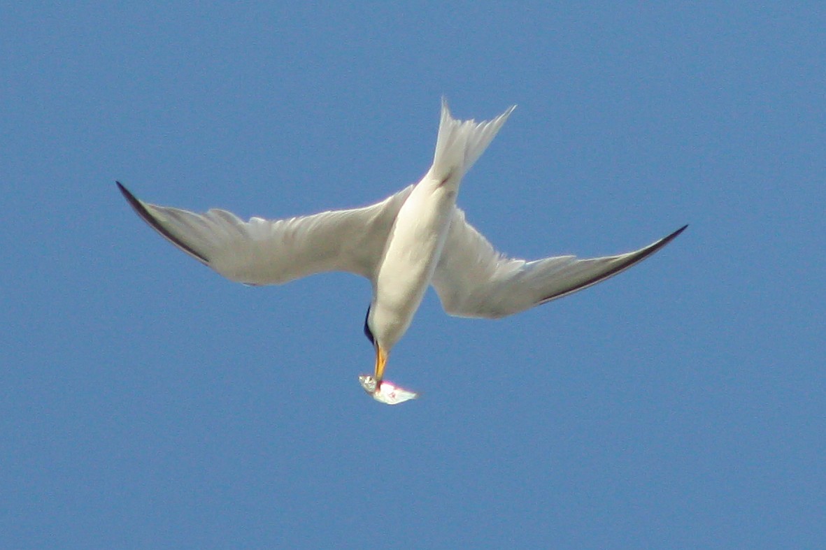 Least Tern - ML62415781