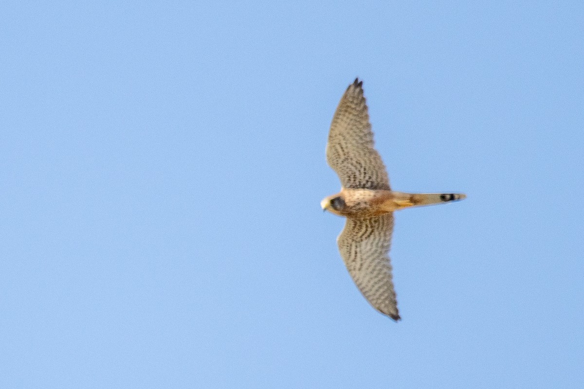 Eurasian Kestrel - ML624157817