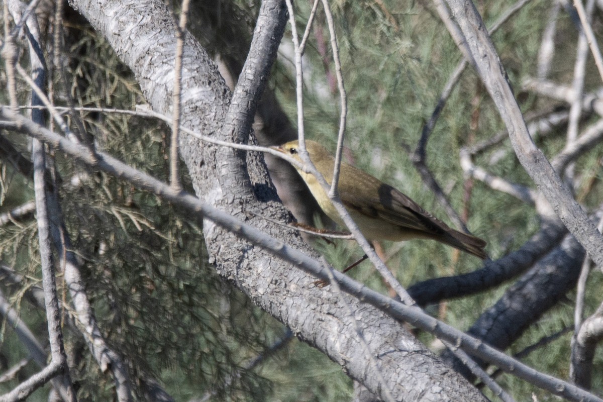 Вівчарик весняний - ML624157828