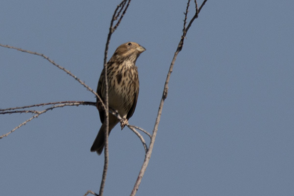 Corn Bunting - ML624157848