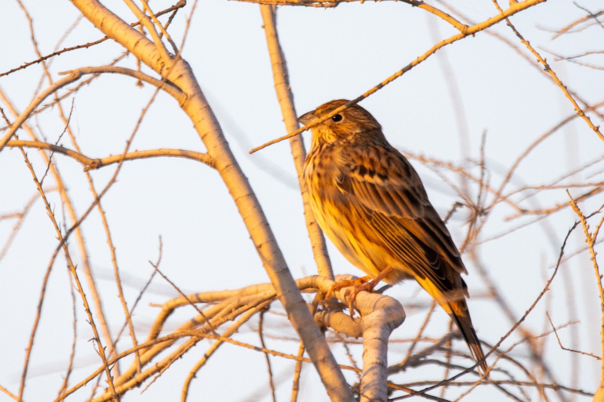 Cirl Bunting - ML624157856