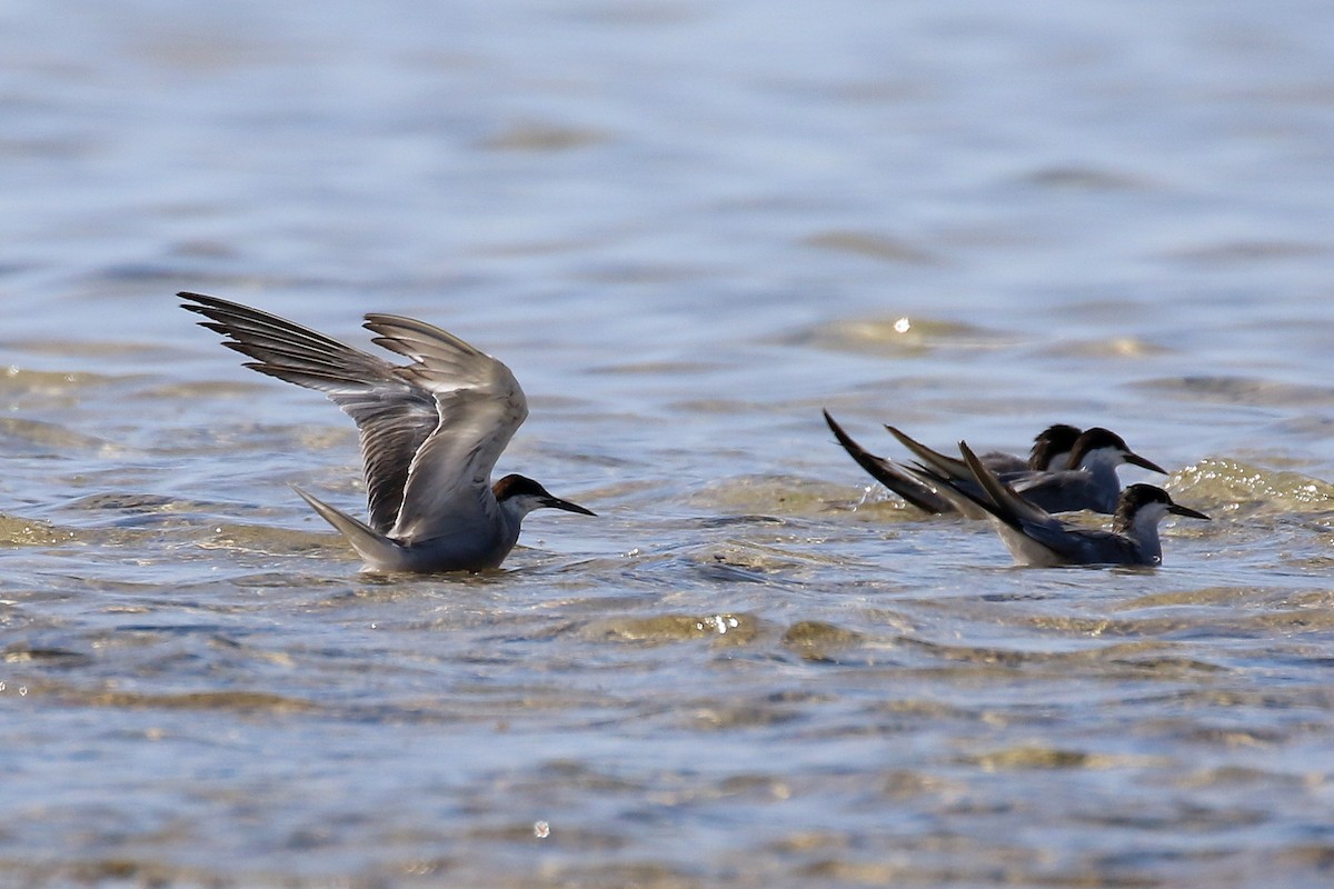 White-cheeked Tern - ML624157908