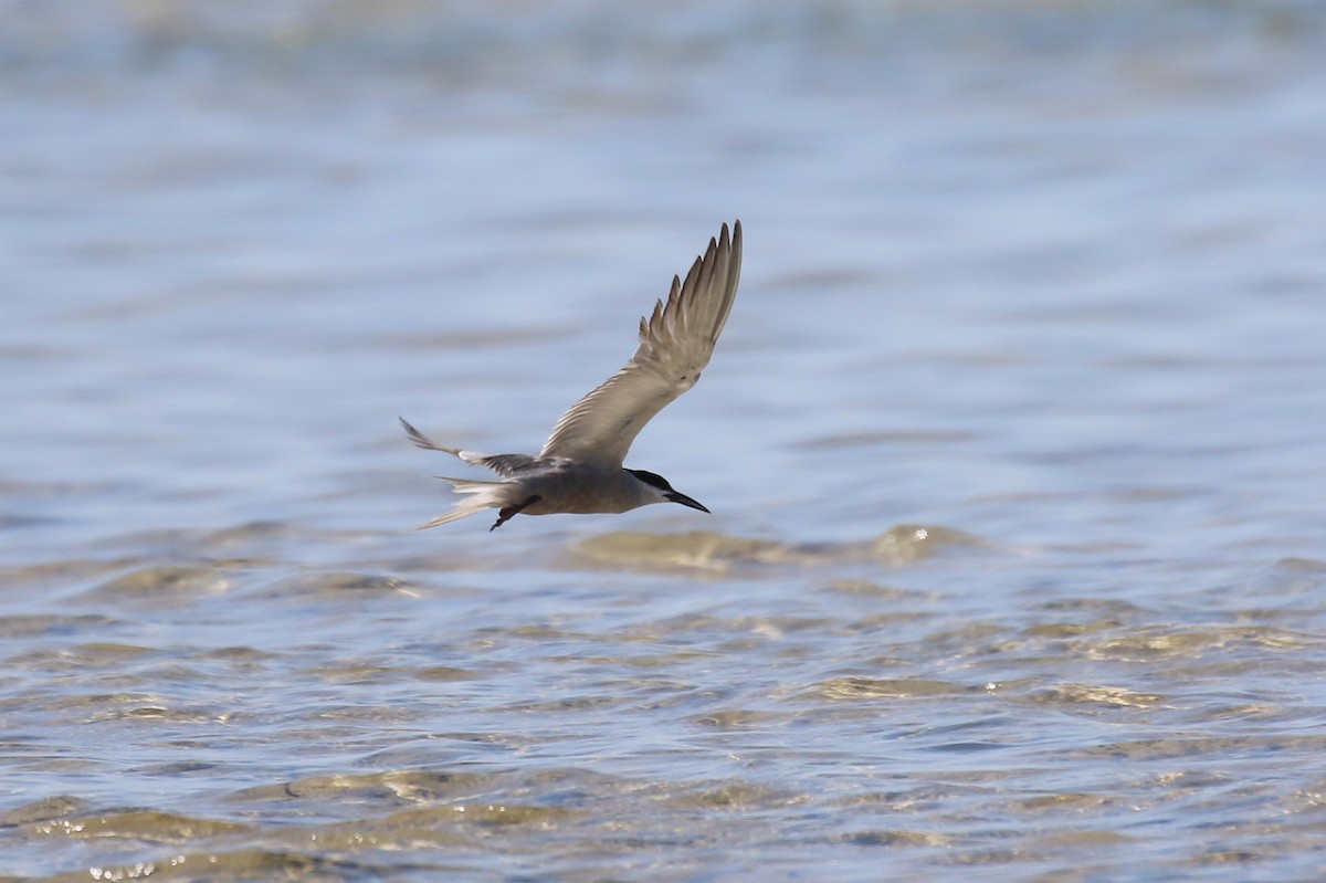 White-cheeked Tern - ML624157909