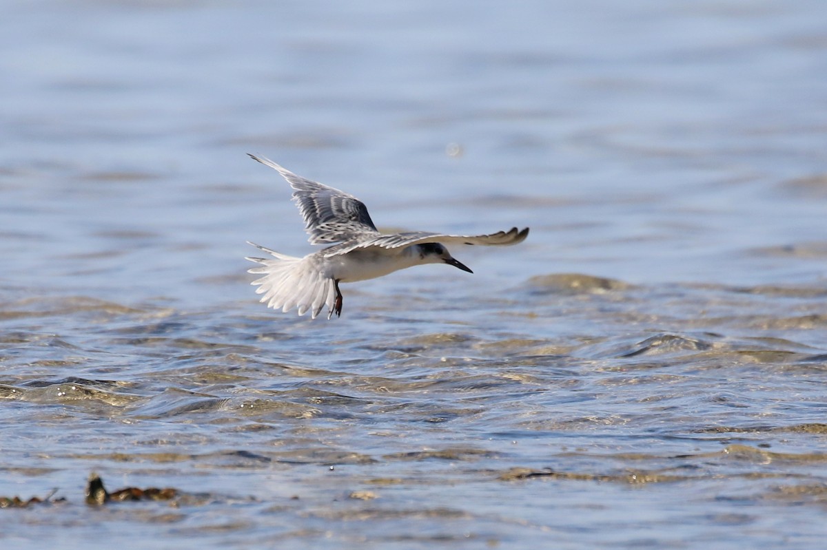 White-cheeked Tern - ML624157910