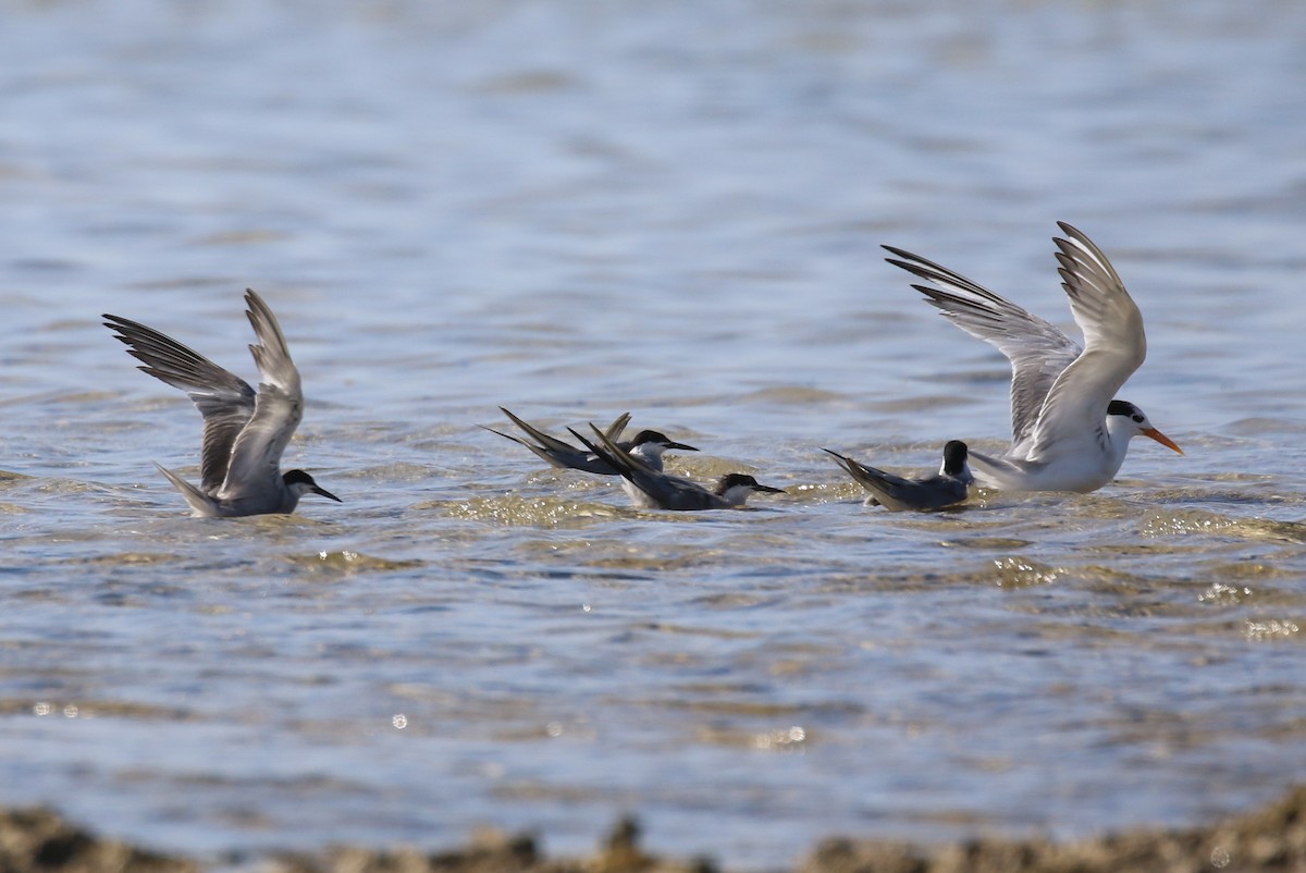 White-cheeked Tern - ML624157913