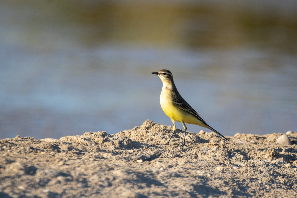 Western Yellow Wagtail - ML624157929