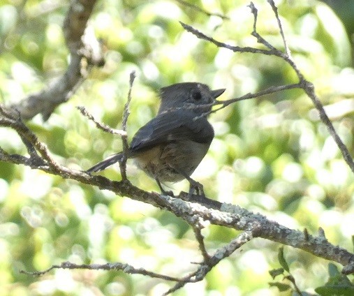 Oak Titmouse - ML624157931