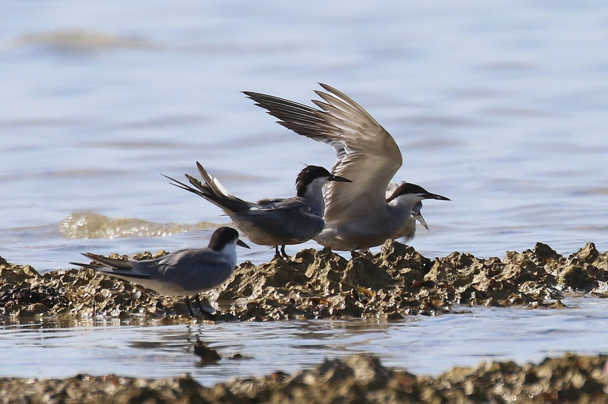 White-cheeked Tern - Chris Kehoe