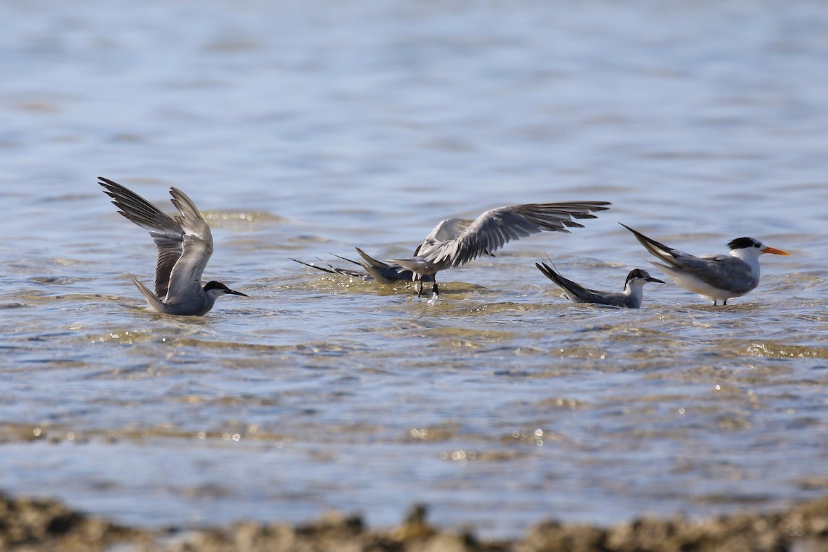 White-cheeked Tern - ML624157940