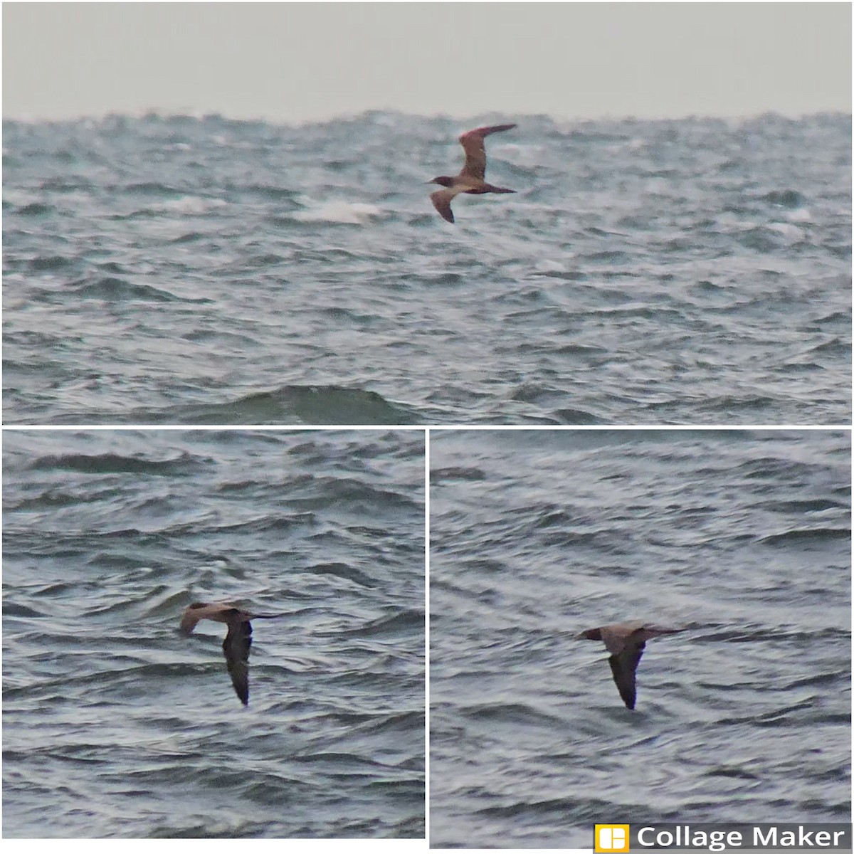 Brown Booby - ML624157942