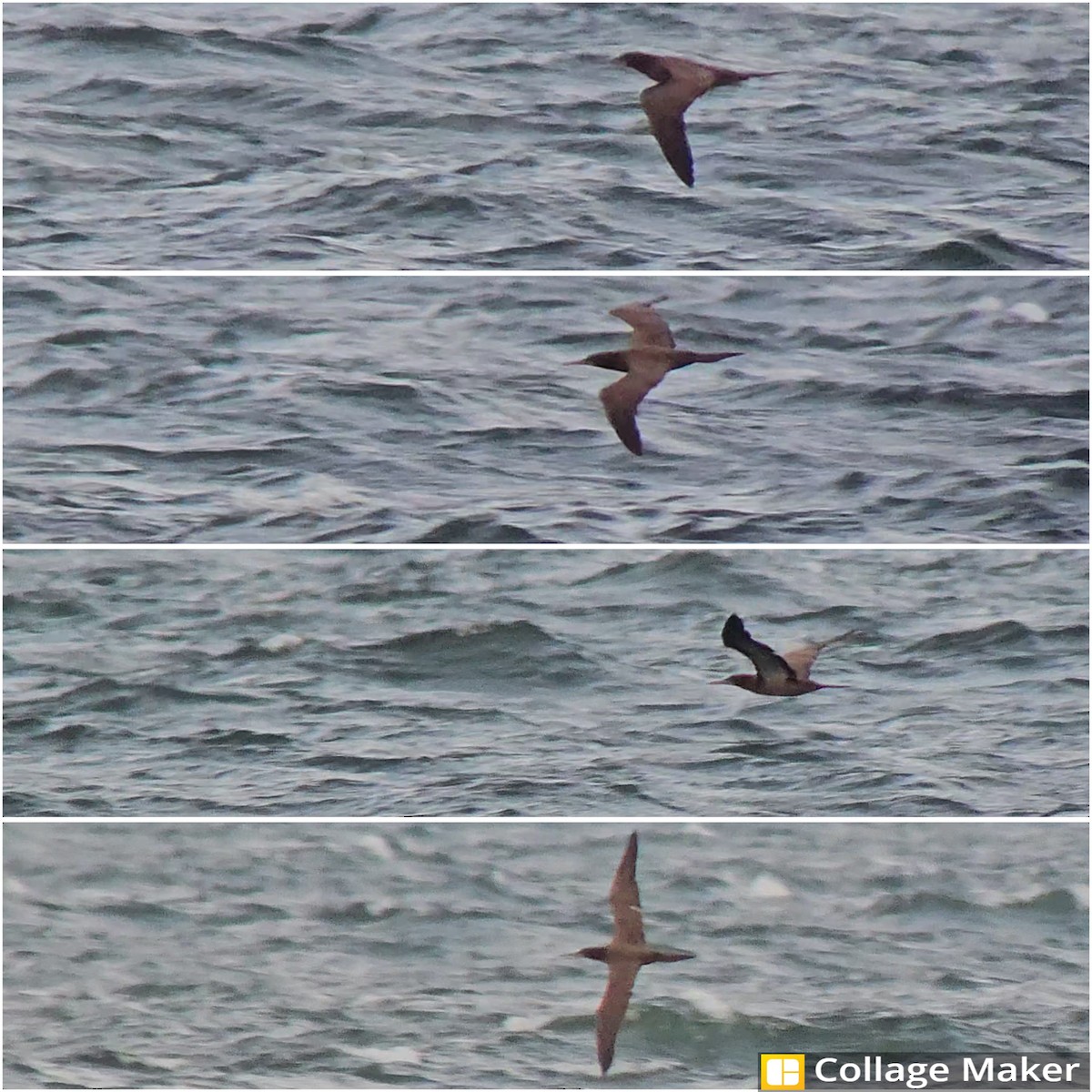 Brown Booby - ML624157943