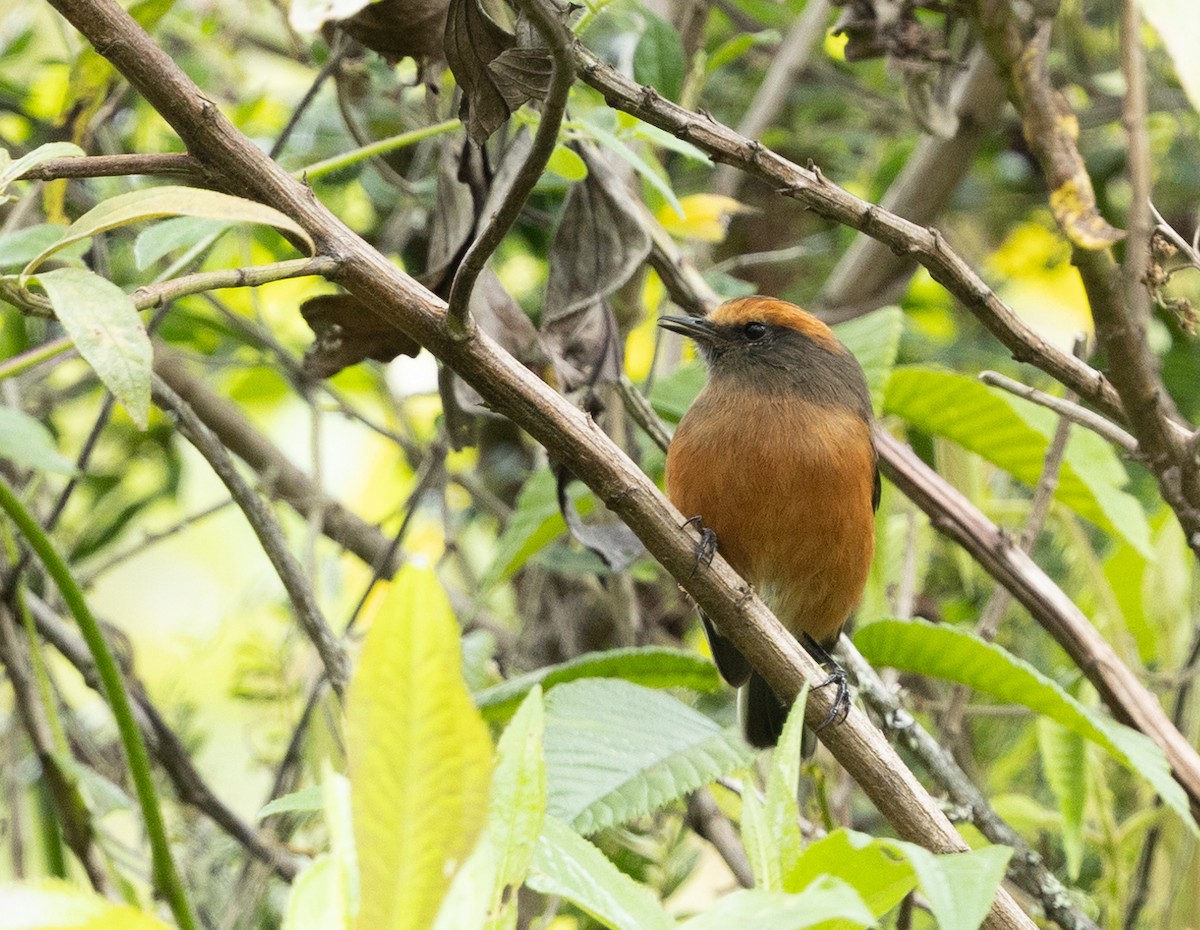 Rufous-browed Chat-Tyrant - ML624157958