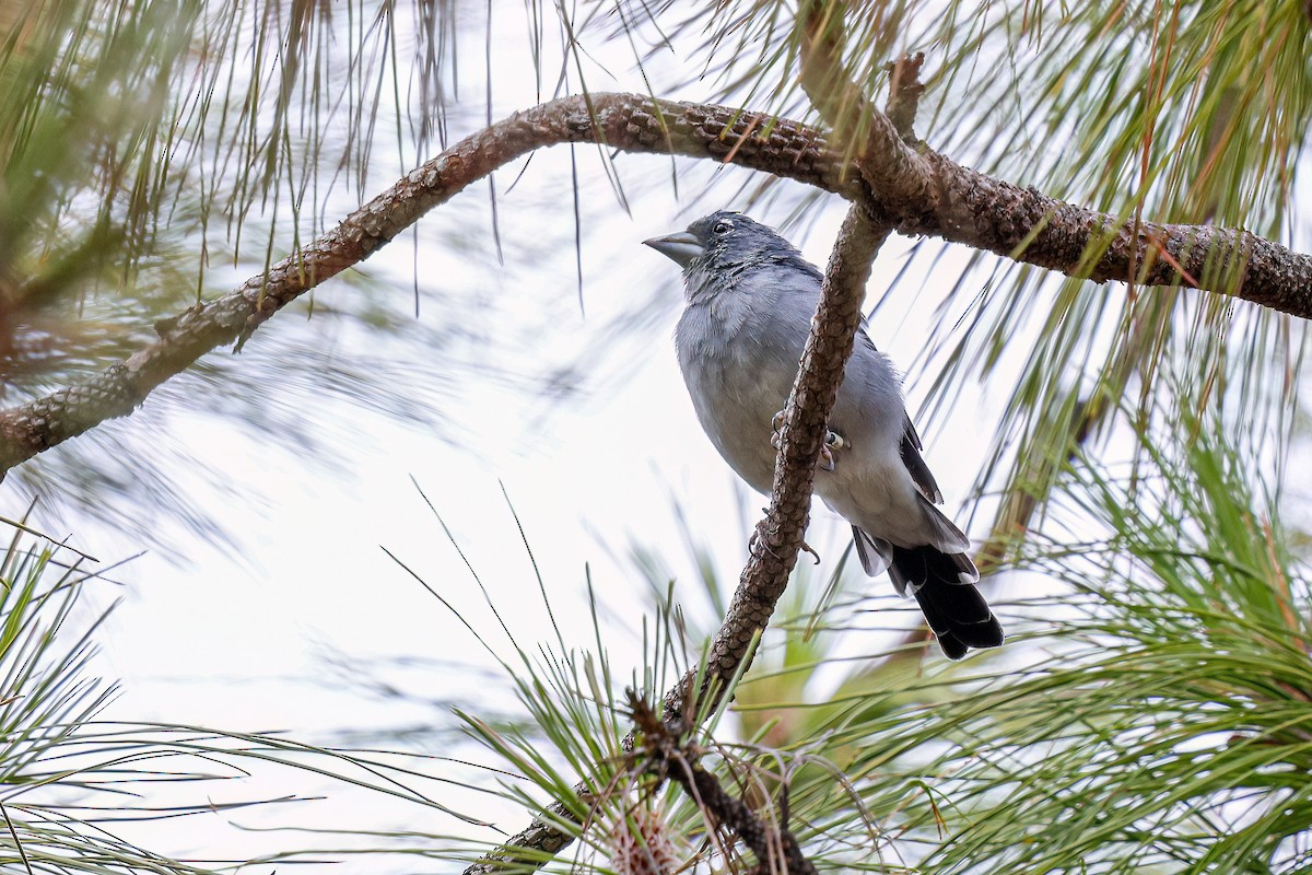Gran Canaria Blue Chaffinch - ML624157971