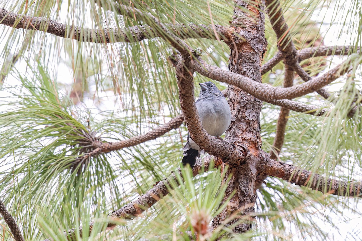 Gran Canaria Blue Chaffinch - ML624157973