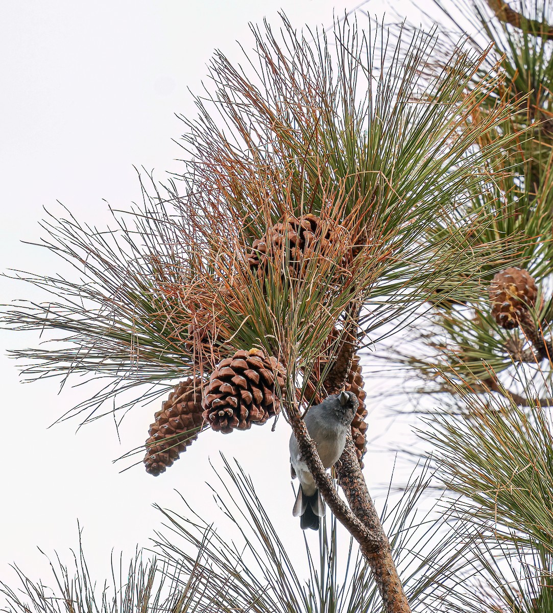 Gran Canaria Blue Chaffinch - ML624157974