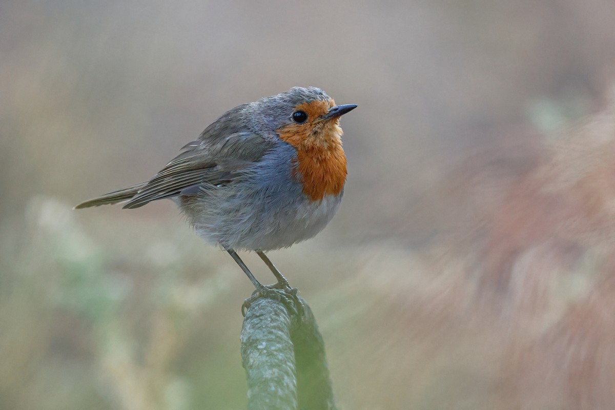 Pettirosso - ML624157982