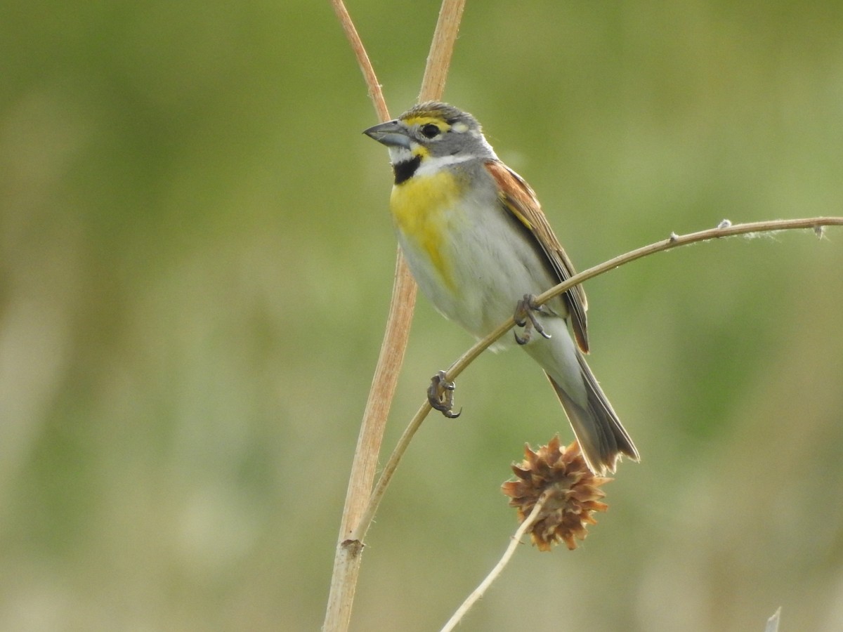 Dickcissel - ML624157984