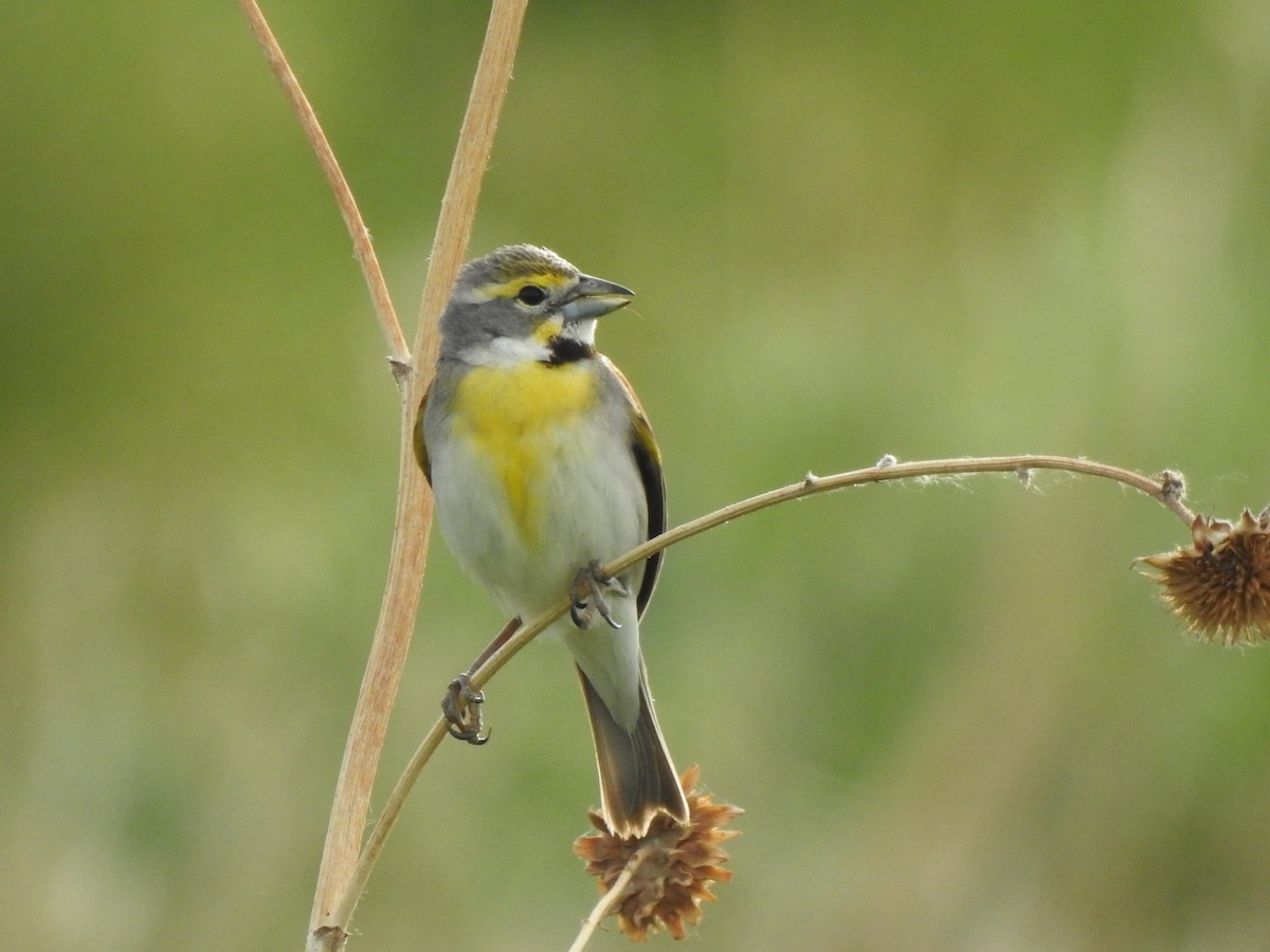 Dickcissel - ML624157997