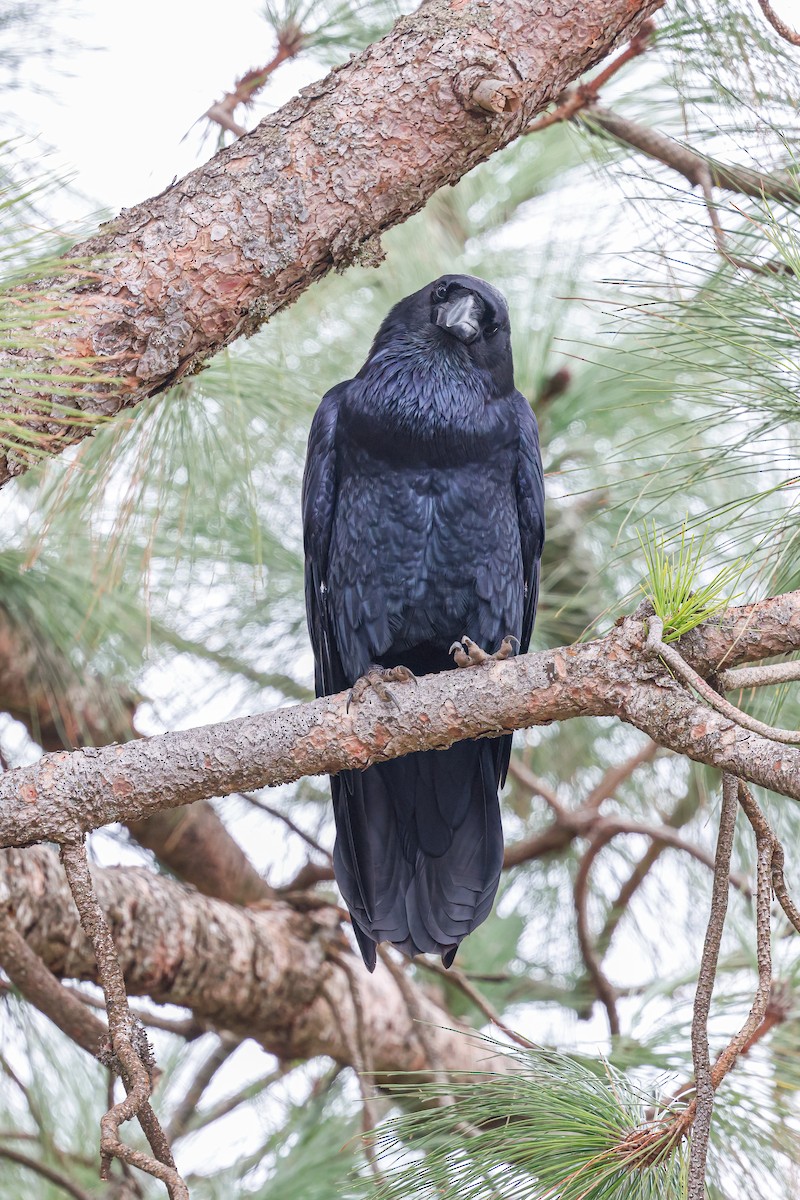 Corvo imperiale - ML624158002