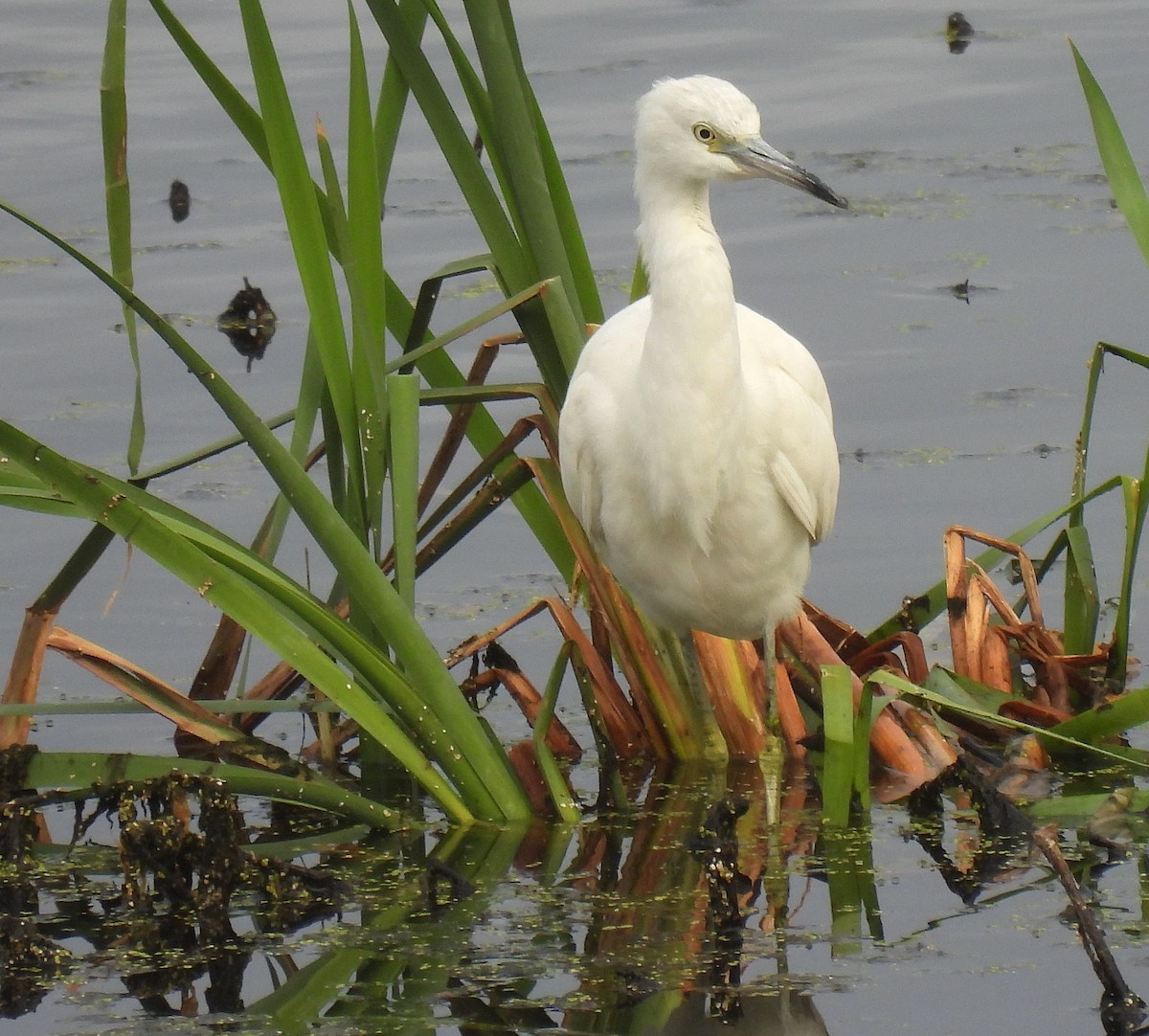 Little Blue Heron - ML624158003