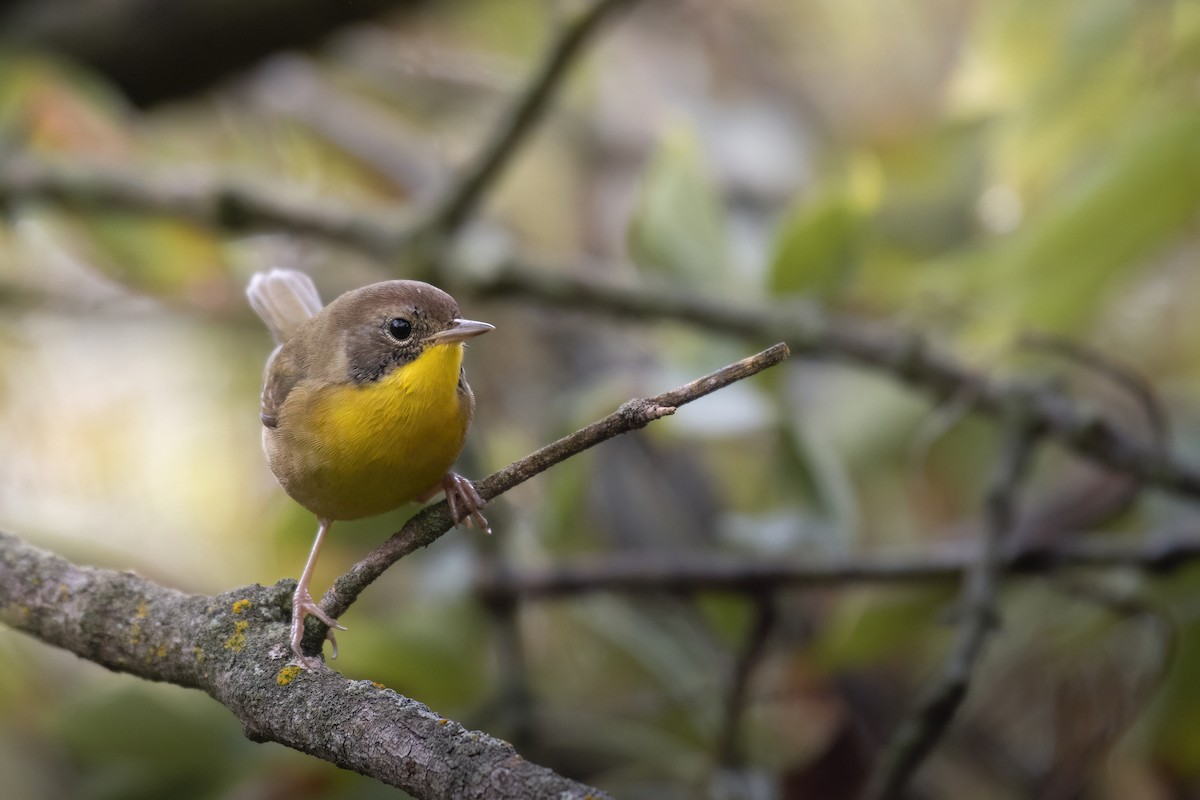 Common Yellowthroat - ML624158035