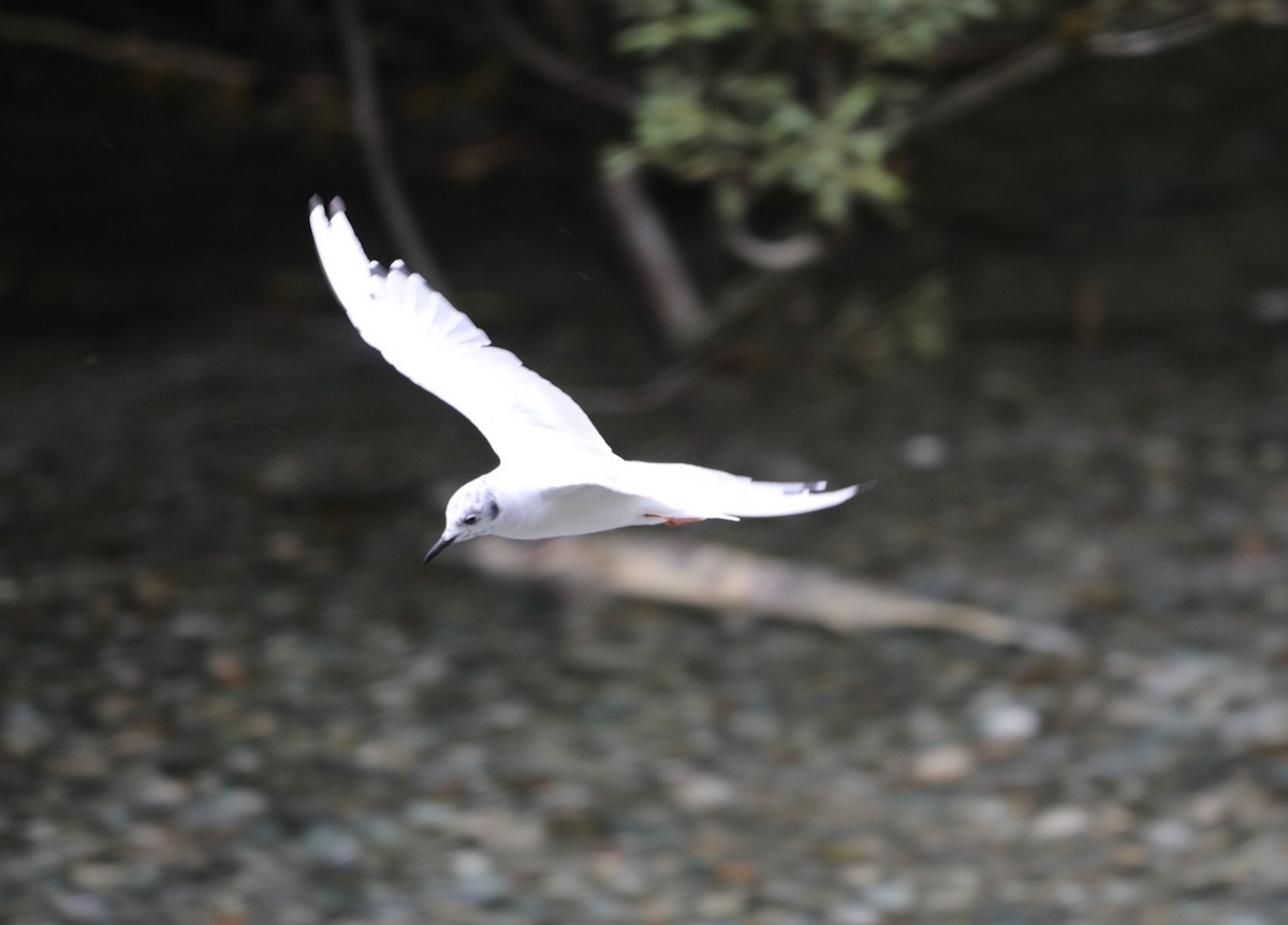 Bonaparte's Gull - ML624158050