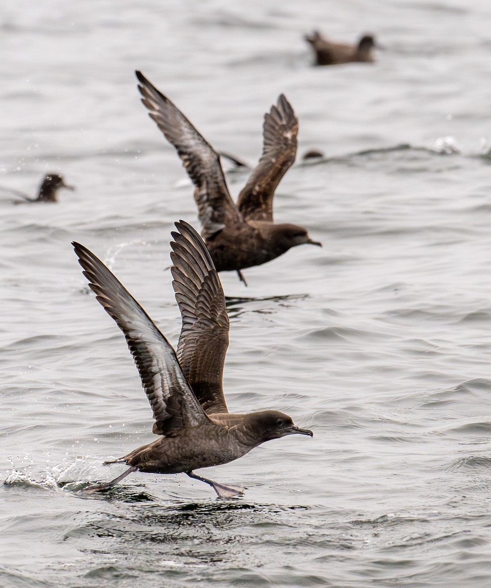 Sooty Shearwater - ML624158051