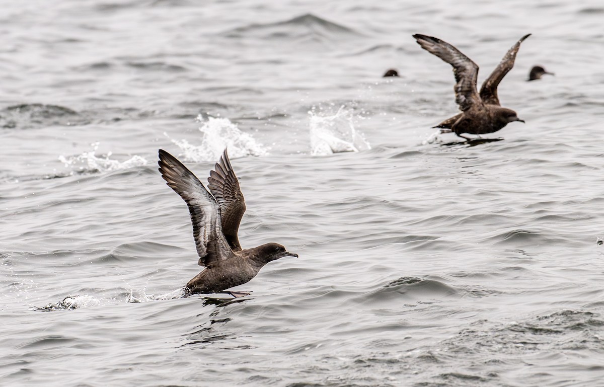 Sooty Shearwater - ML624158053