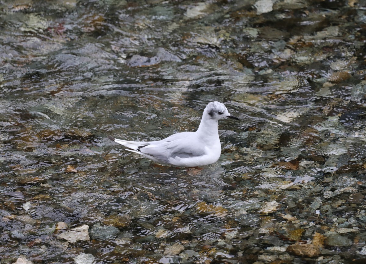 Bonaparte's Gull - ML624158054