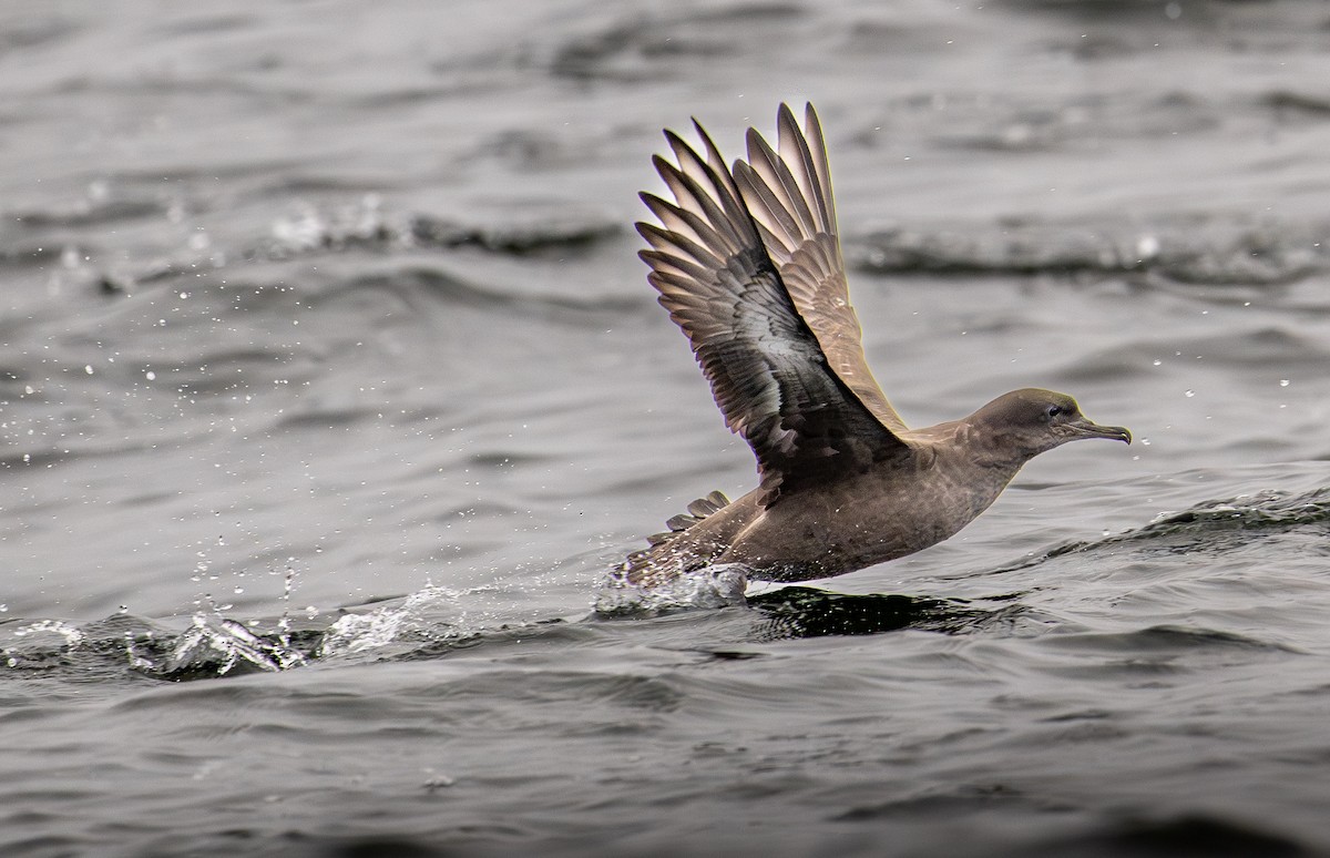 Sooty Shearwater - ML624158056