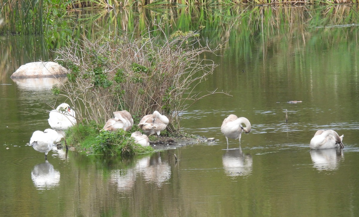 Mute Swan - Carol Baird Molander