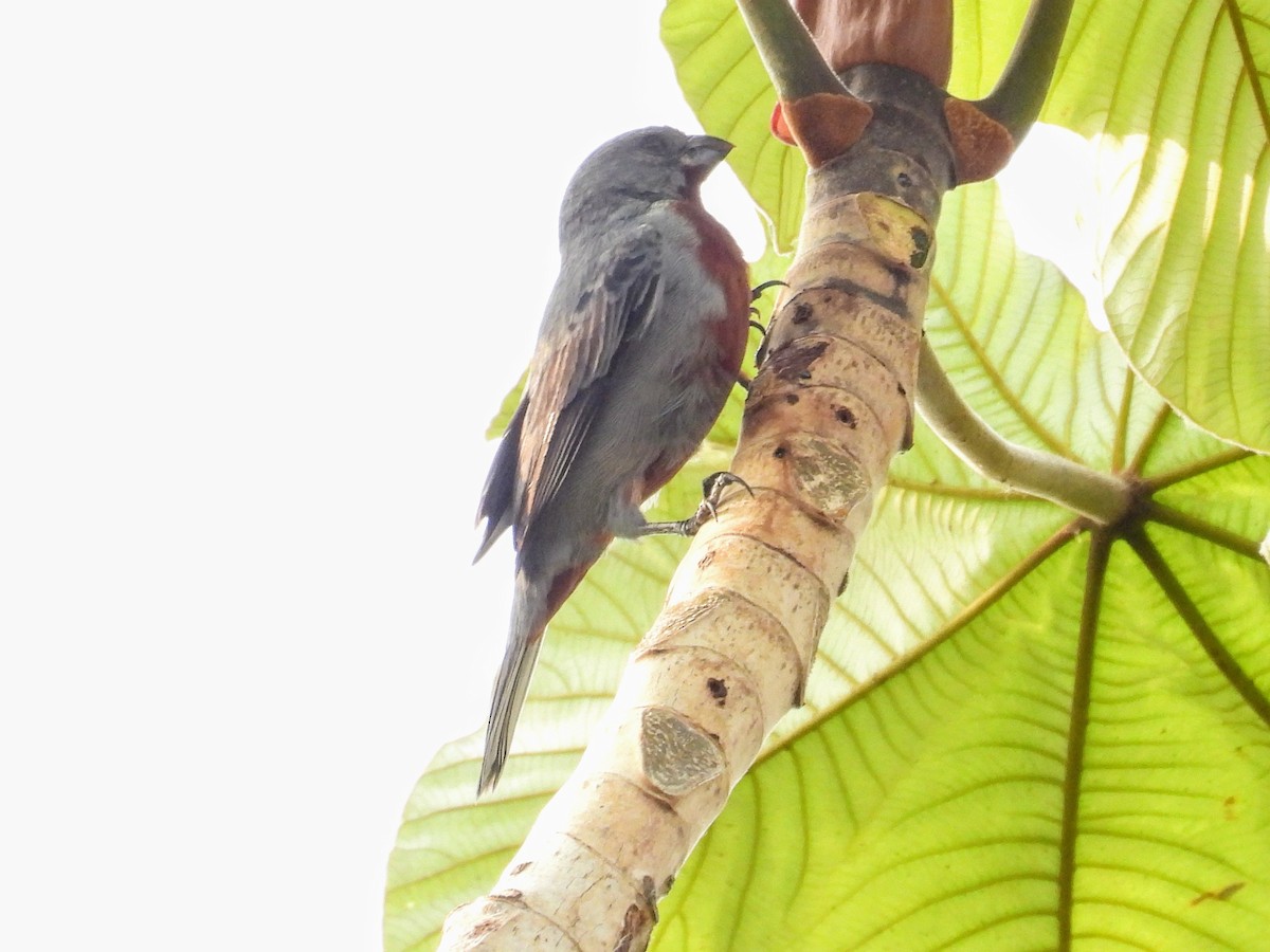 Chestnut-bellied Seedeater - ML624158100