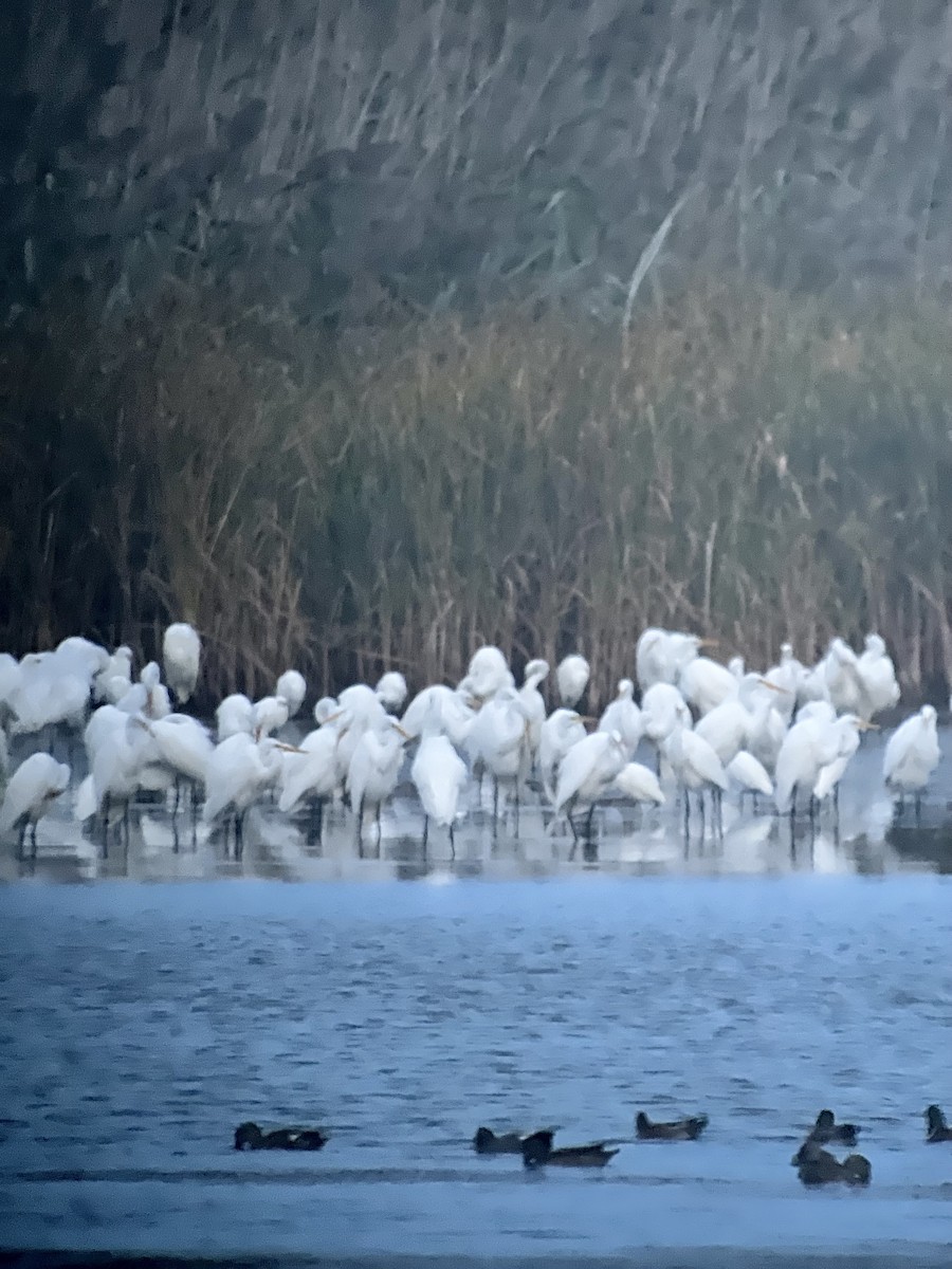 Great Egret - Davey Walters