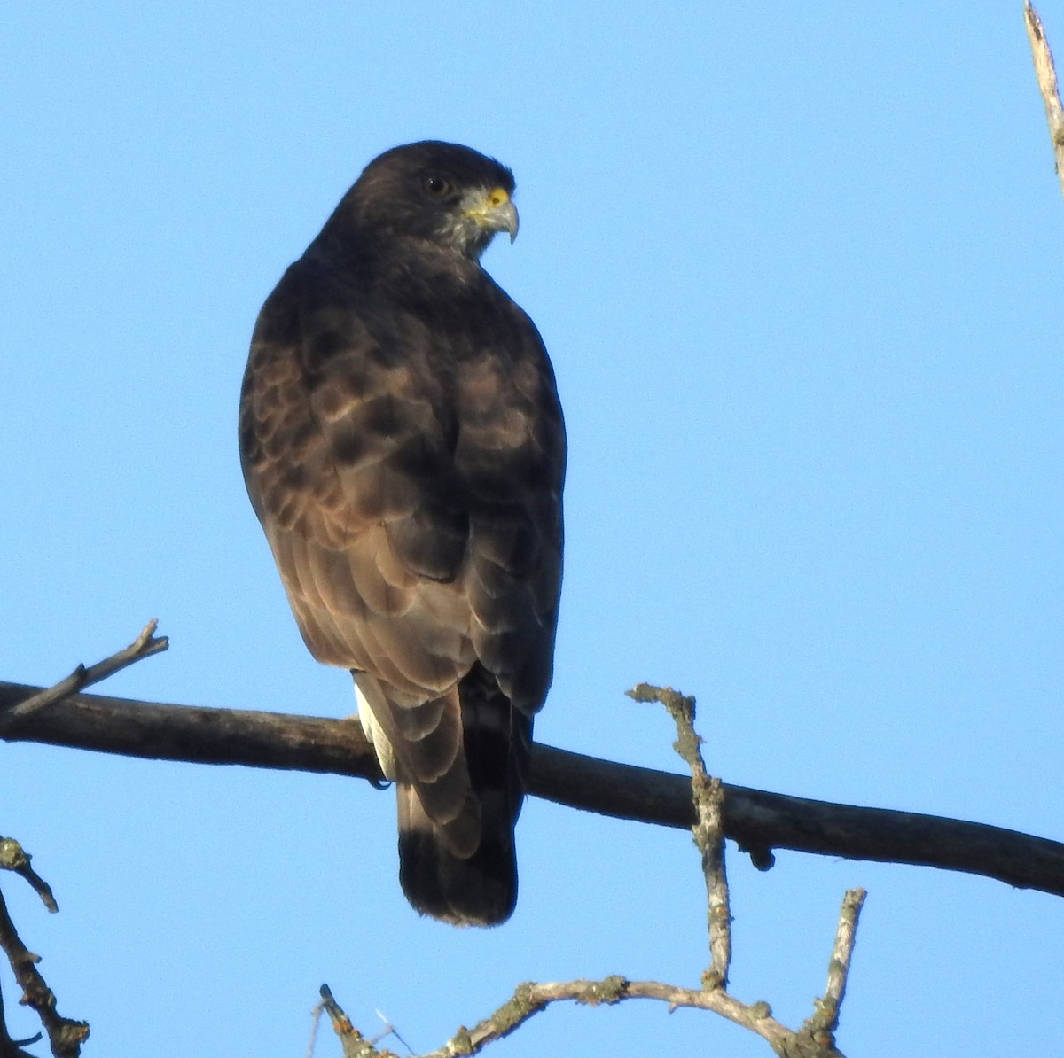Broad-winged Hawk - ML624158137