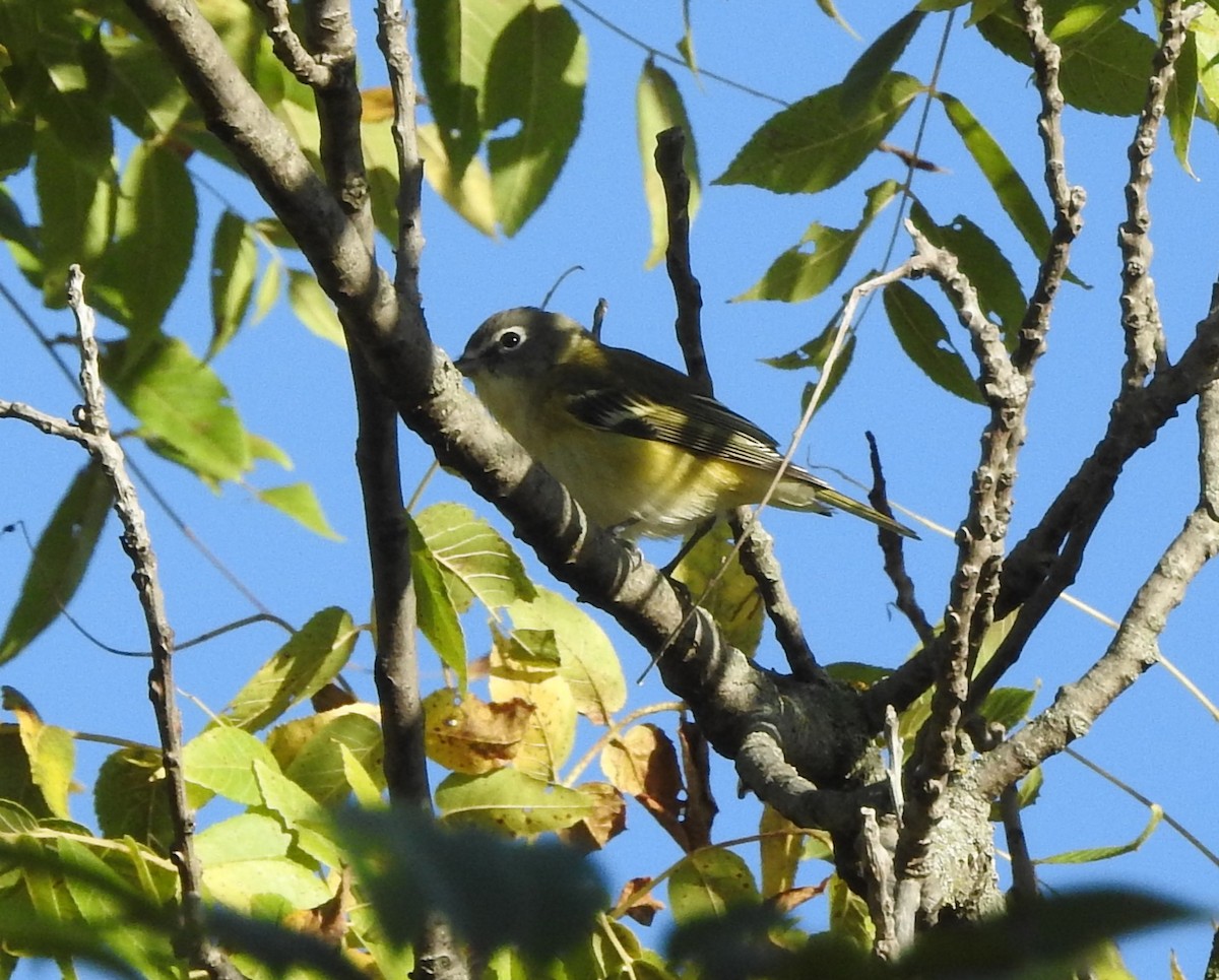 Blue-headed Vireo - ML624158143