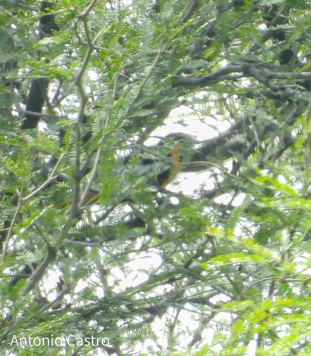 Black-backed Oriole - ML624158156