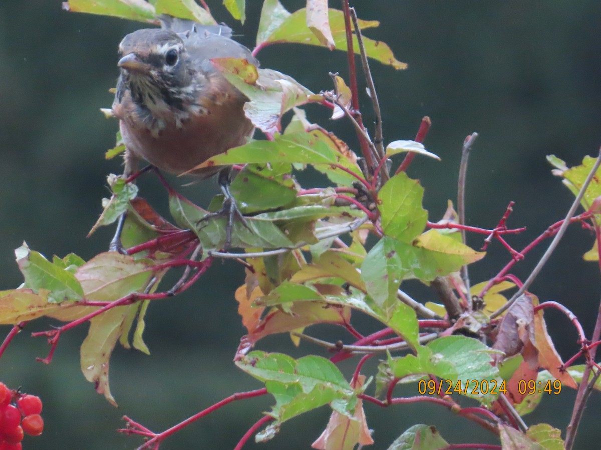 American Robin - ML624158158