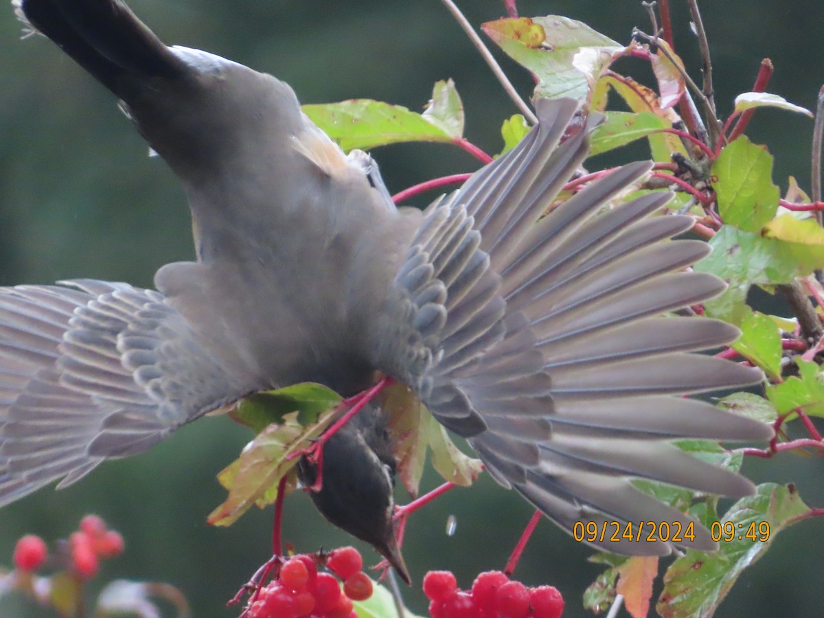 American Robin - ML624158167