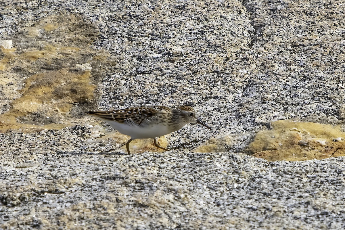 Least Sandpiper - ML624158177