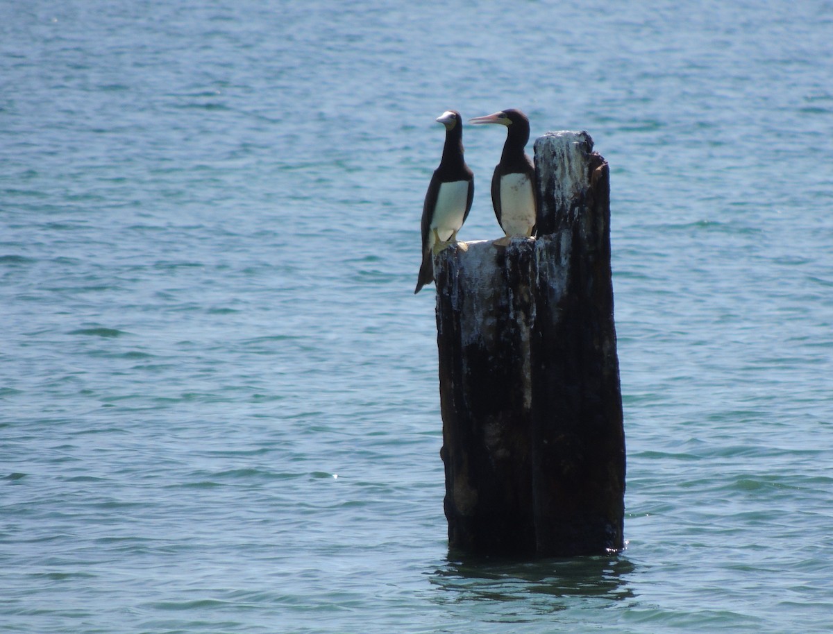 Brown Booby - ML624158194