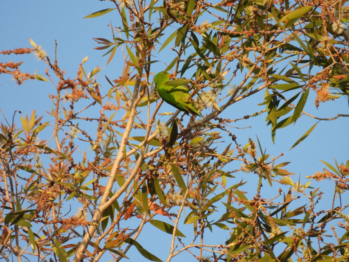 Yellow-throated Hanging-Parrot - Julie Mclennan