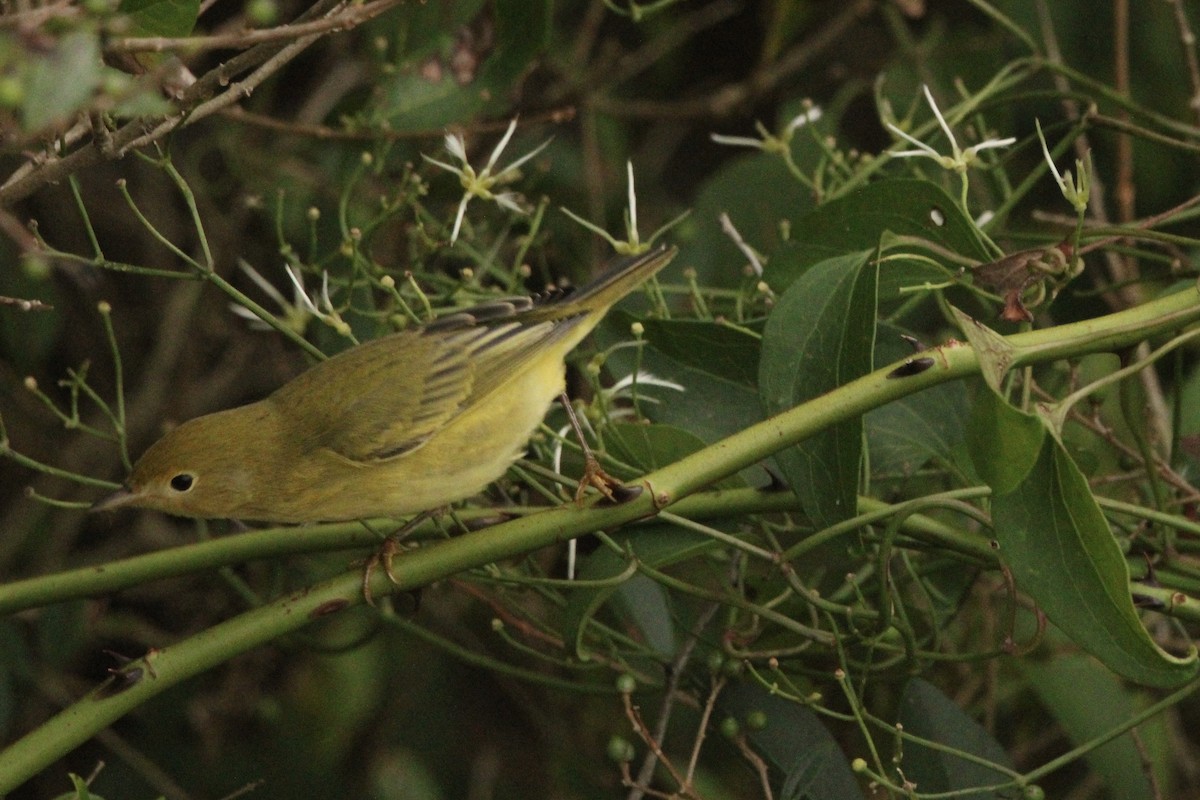 Yellow Warbler - ML624158207