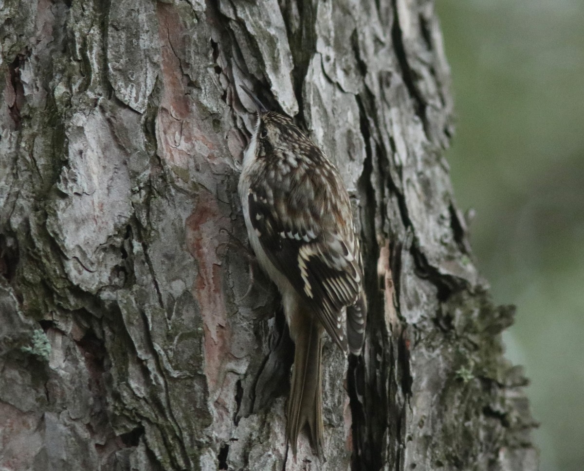 Brown Creeper - ML624158208