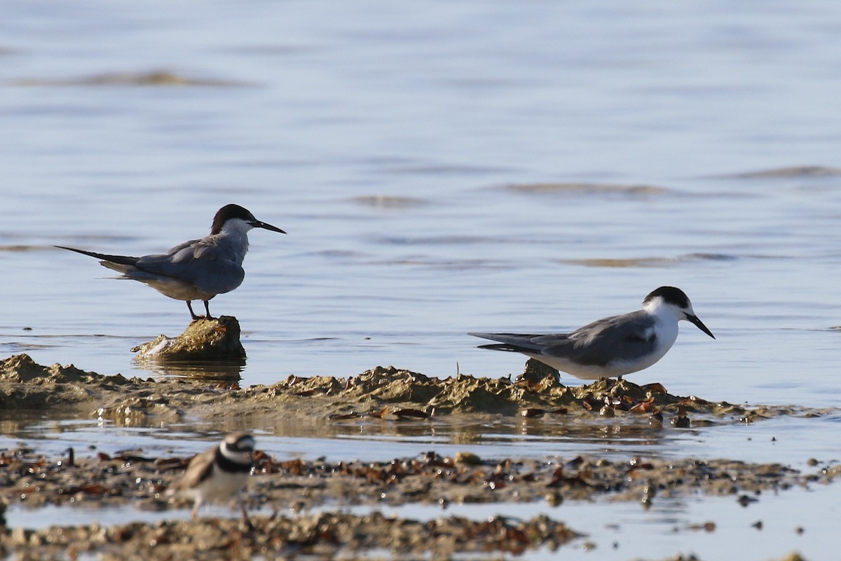 White-cheeked Tern - ML624158230