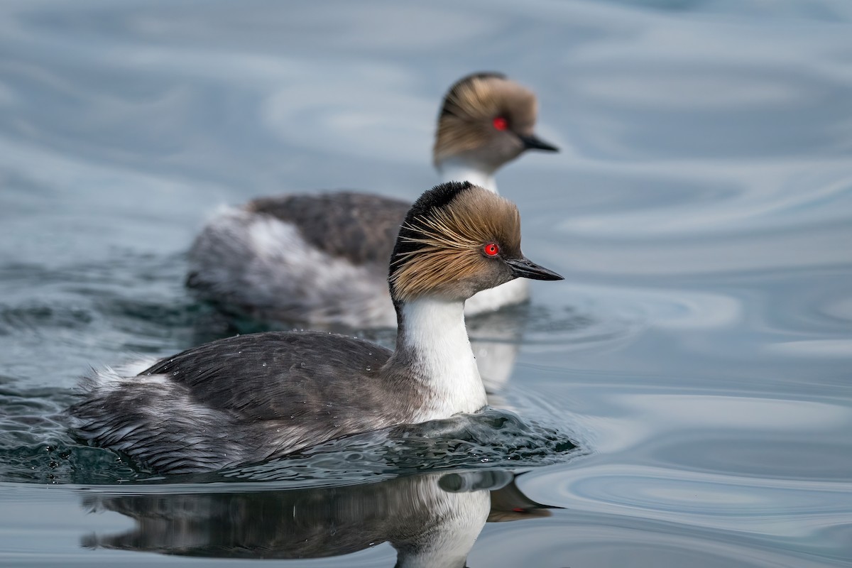 Silvery Grebe - ML624158246