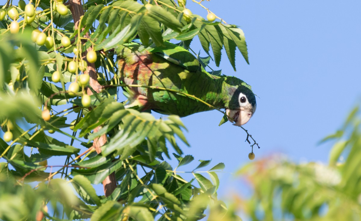 Hispaniolan Parrot - ML624158266