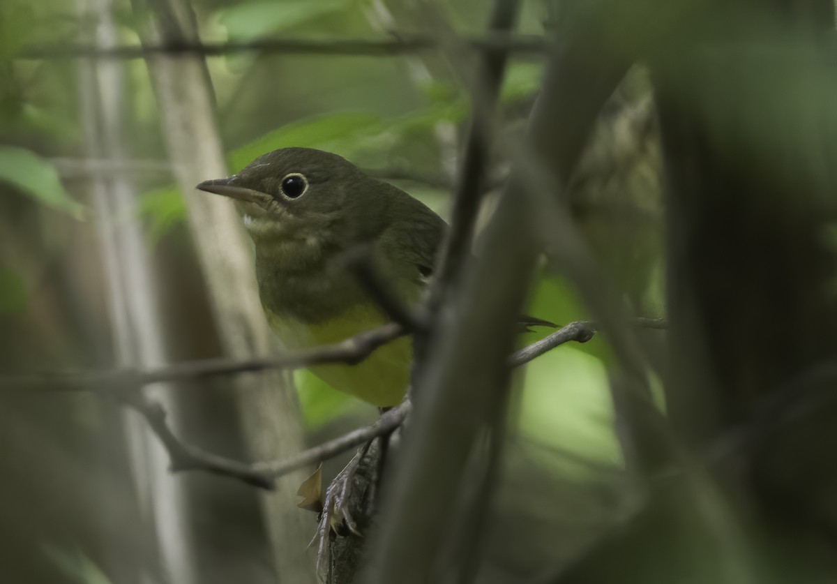 Connecticut Warbler - ML624158353