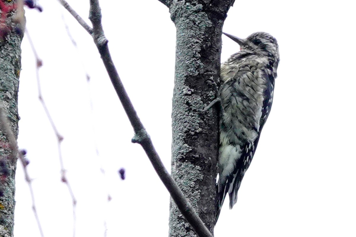 Yellow-bellied Sapsucker - ML624158356