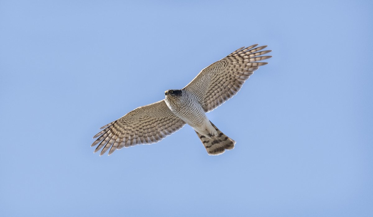 Eurasian Sparrowhawk - ML624158359